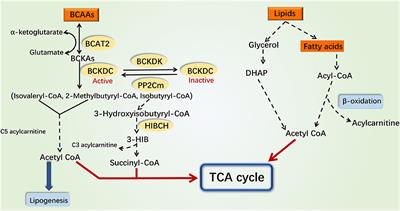 Coordinated Modulation of Energy Metabolism and Inflammation by Branched-Chain Amino Acids and Fatty Acids